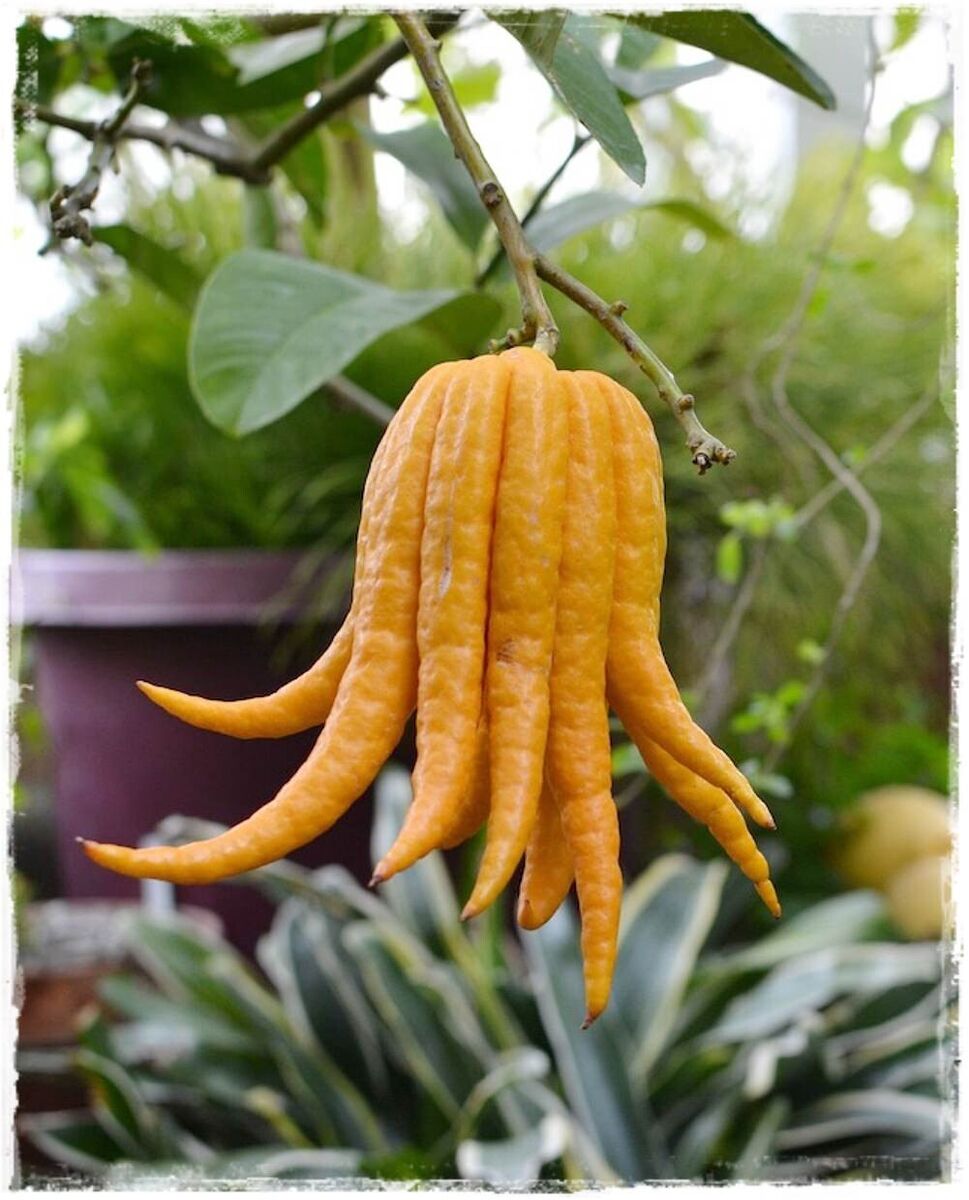 s-l1200-1.jpg Citrus medica 'Mano di Budda' (Limona) - slika 1