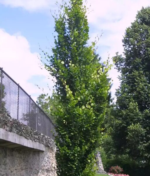 Fagus sylvatica 'Fastigiata' (Dawyck)