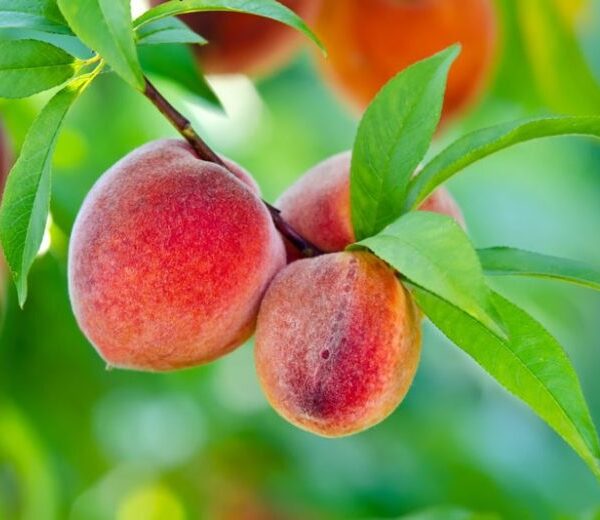 Prunus persica (Breskev)