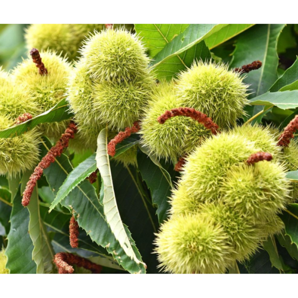 Castanea sativa 'Marron de Lyon' (Francoski maron kostanj)