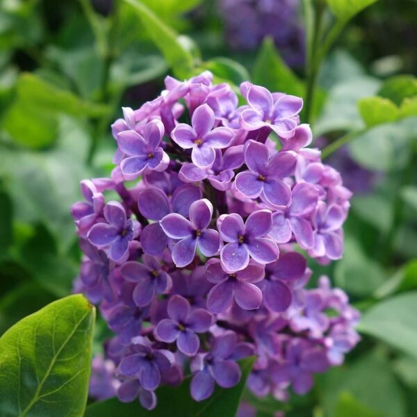 Syringa vulgaris 'Souv. de L. Spath' (Navadni španski bezeg)