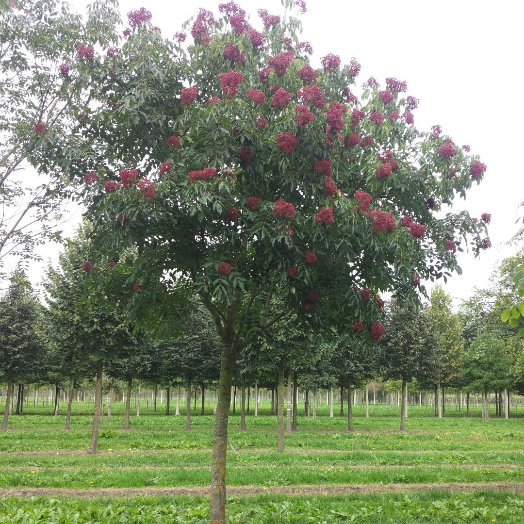 tetradium_daniellii-1-e1737027998113.jpg Tetradium daniellii (Korejsko čebelnjakovo drevo) - slika 1