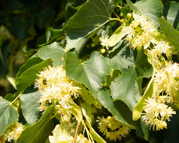 Tilia x euchlora (Krimska lipa,Kavkaška lipa)