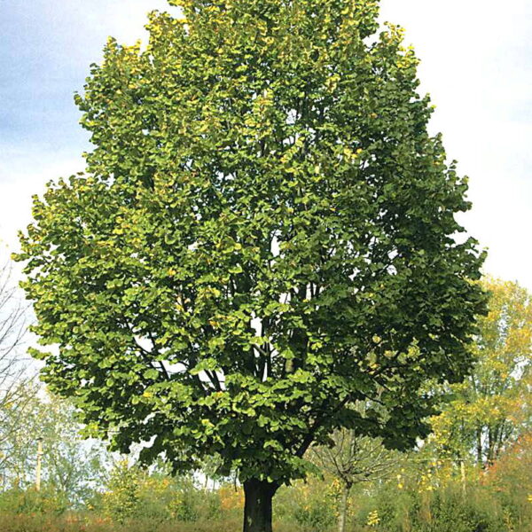 Tilia tomentosa 'Teri' (Srebrna lipa)