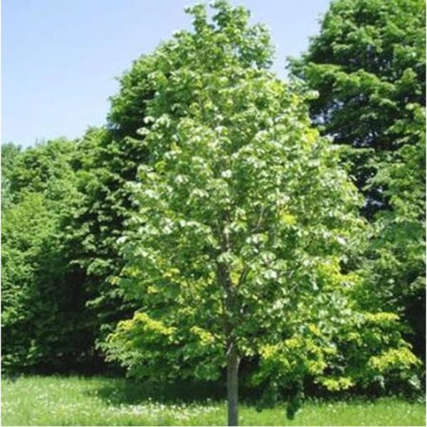 Tilia arg. 'Szeleste' (Srebrna Lipa)