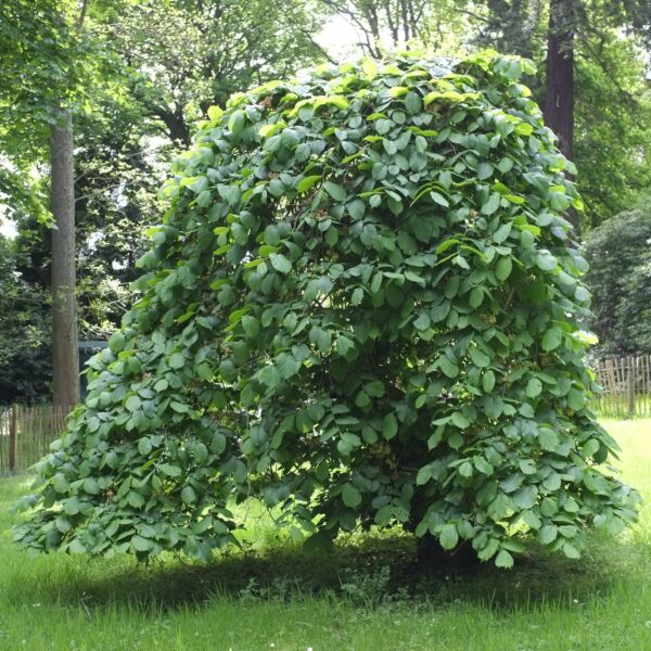 Ulmus glabra (Montana) 'Pendula)
