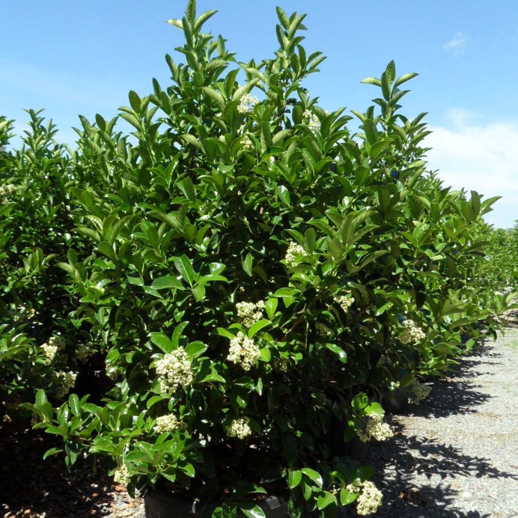 viburnum-lucidum-arbustes-15748-2.jpg Viburnum lucidum (Svetleči viburnum) - slika 1