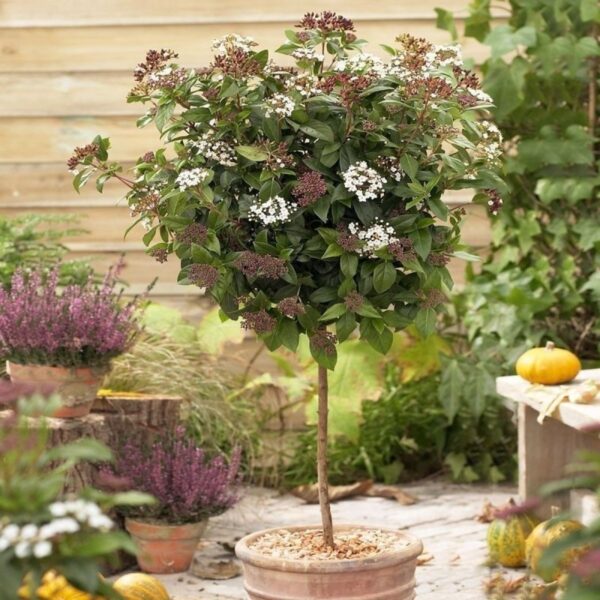 Viburnum tinus ‘Spirit (Viburnum Spirit)