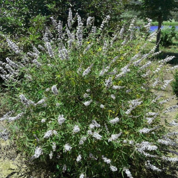 Vitex agnus-castus 'Alba' (Navadna konopljika)