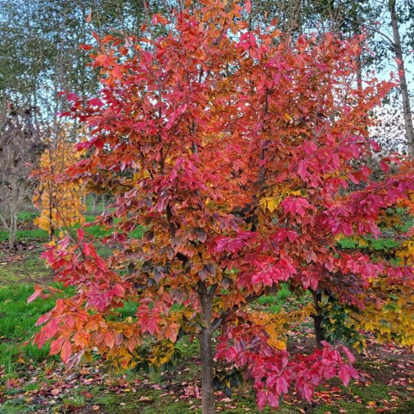 Sycoparrotia semicidua (Hibridna sycoparrotia)