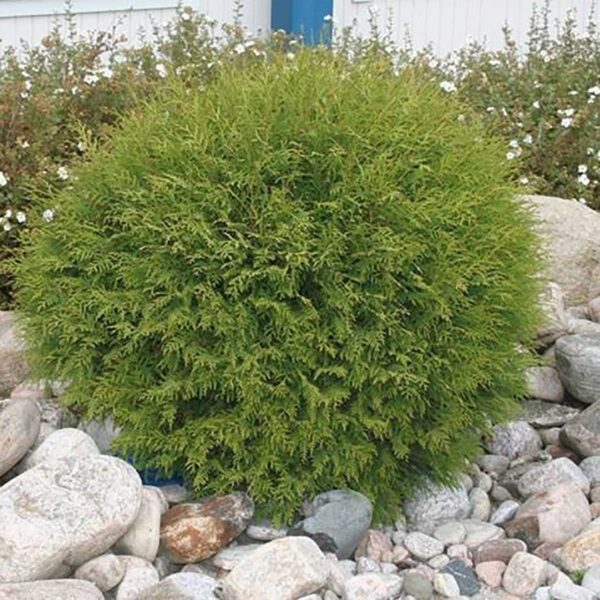 Thuja occ. Globosa