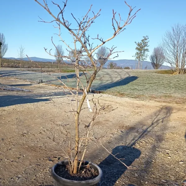 Viburnum opulus (Navadna brogovita)