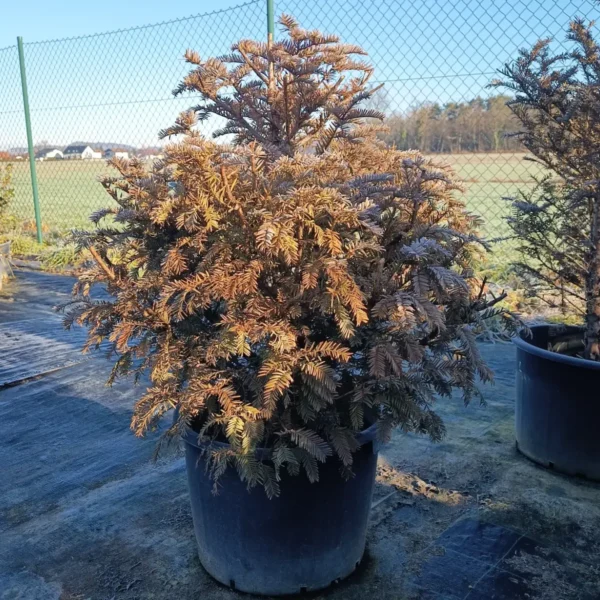 Taxus baccata (Navadna tisa)