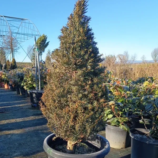Taxus baccata (Navadna tisa)