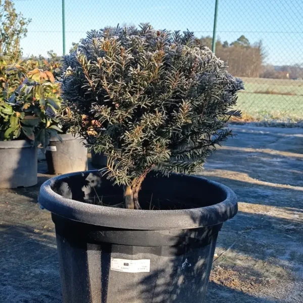 Taxus baccata (Navadna tisa)