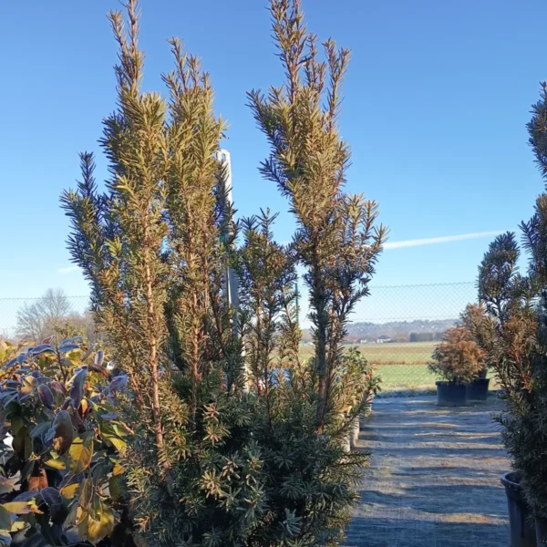 Taxus media 'Hicksii' (Tisa)