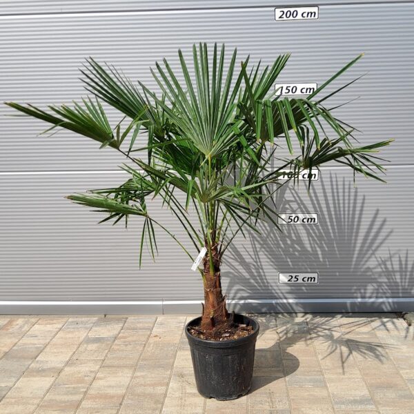 Chaenomeles 'Eximia' (Japonska kutina)