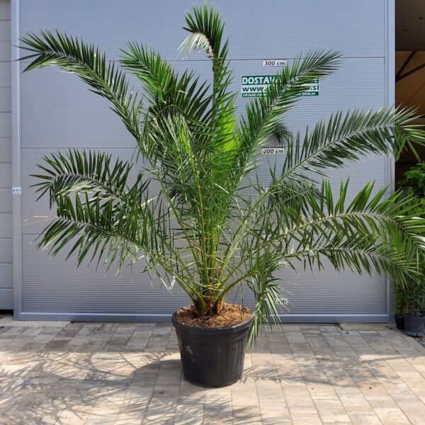 Phoenix canariensis (Kanarska palma)