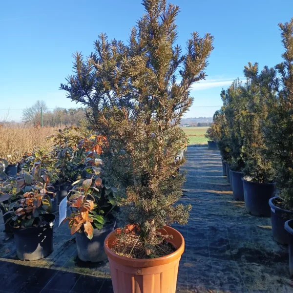 Taxus media 'Hicksii' (Tisa)