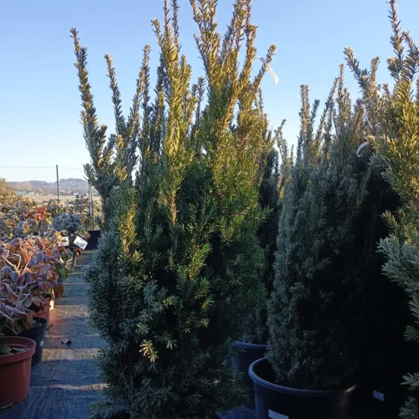 Taxus media 'Hillii' (Tisa brez plodov)