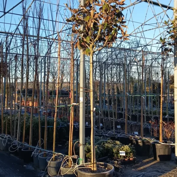 Magnolia grandiflora 'Gallisoniensis' (Velecvetna magnolija)