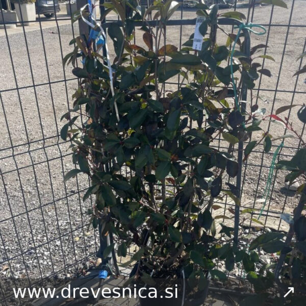 Photinia fr. 'Red Robin' (Fotinija BARIERA)