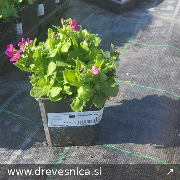 Arabis'LittleTreasureDeepRose' (Kavkaški repnjak)