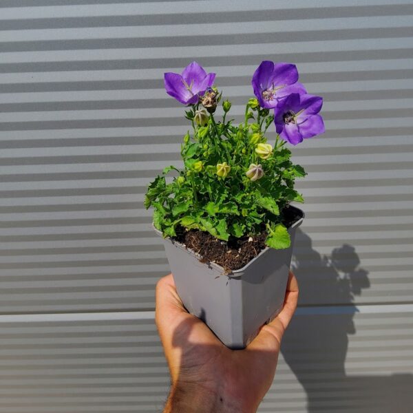 Campanula carp. 'Perla Blue' Karpatska zvončnica