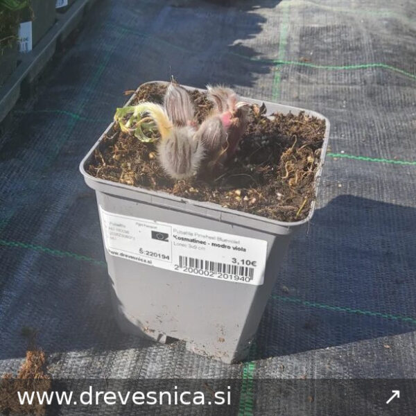 Pulsatilla Pinwheel Blueviolet Kosmatinec - modro viola