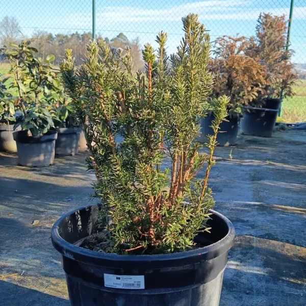 Taxus media 'Hillii' (Tisa brez plodov)