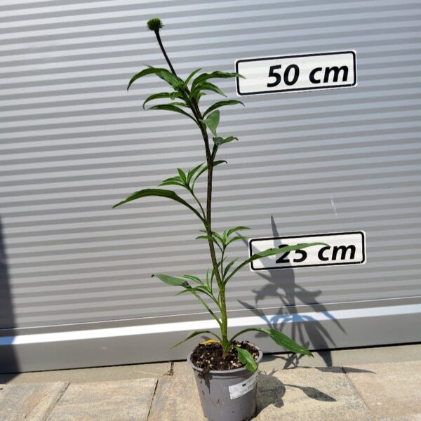 Echinacea 'Pretty Parasols' Ameriški slamnik
