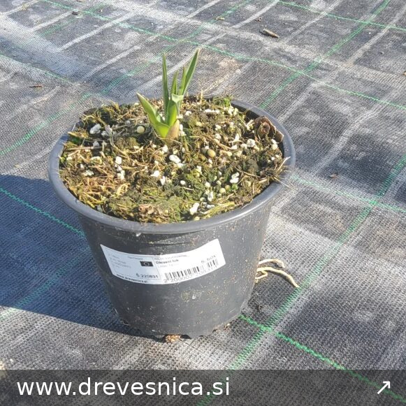 Allium karataviense Okrasni luk