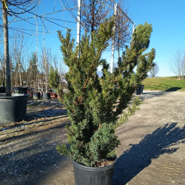 Taxus media 'Hillii' (Tisa brez plodov)