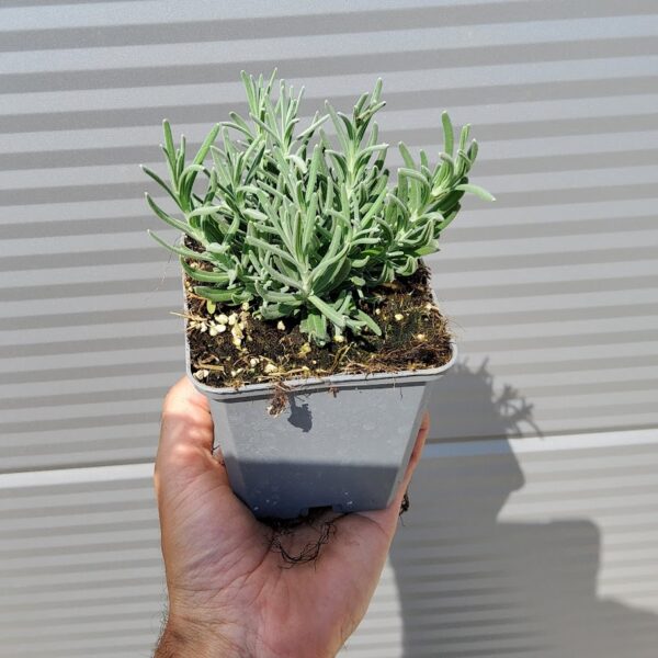 Lavandula ang. 'Rosea'  Sivka