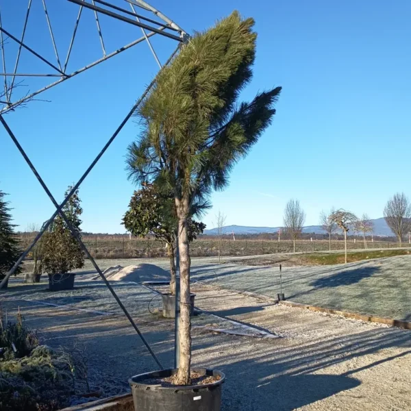 Pinus nigra 'Fastigiata' (Stebrasti črni bor)