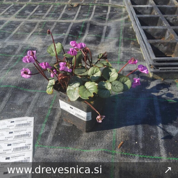 Cyclamen coum 'rose silver' Ciklama - viola