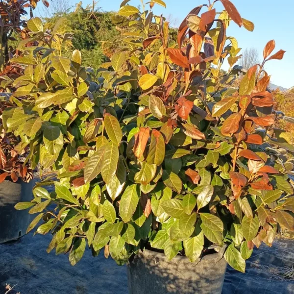 Prunus laurocerasus 'Novita' (Lovorikovec)