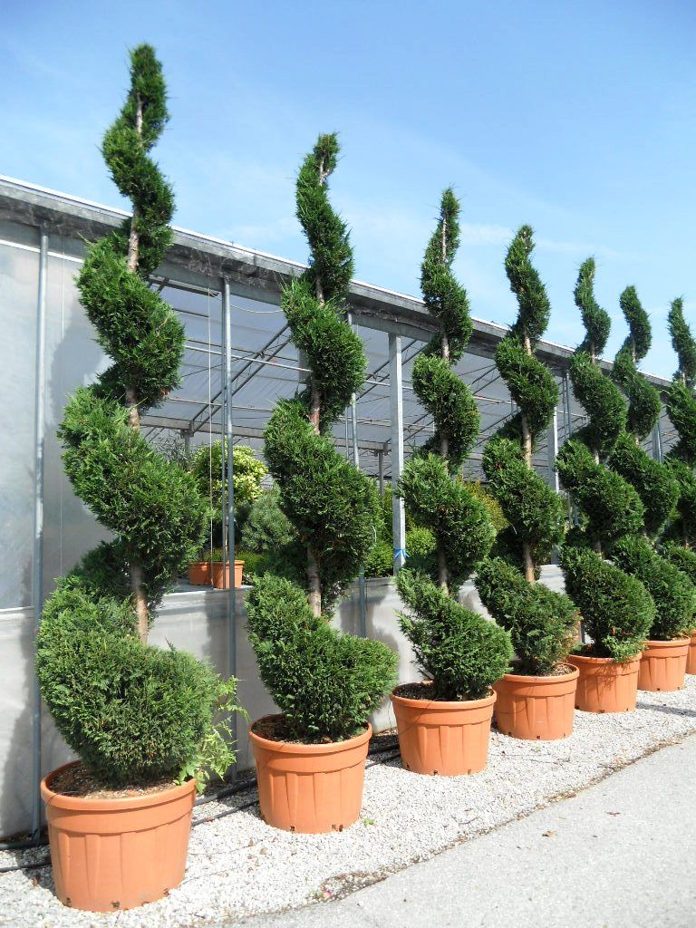 1640255355-5444fd21 Cupressocyparis leylandii Vito (Leylandova cipresa vito Spirala) - slika 1