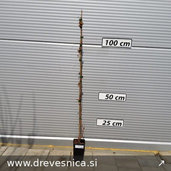 Parthenocissus tricuspidata 'Veitchii' (Vajtčijeva divja trta)