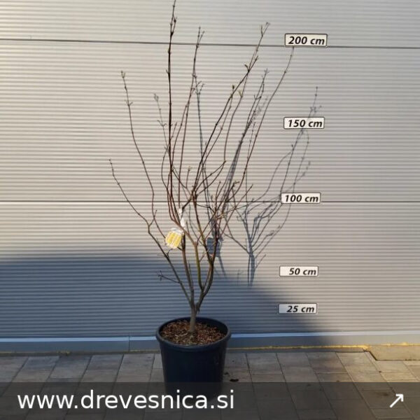 Acer japonicum 'Aconitifolium' (Japonski javor)