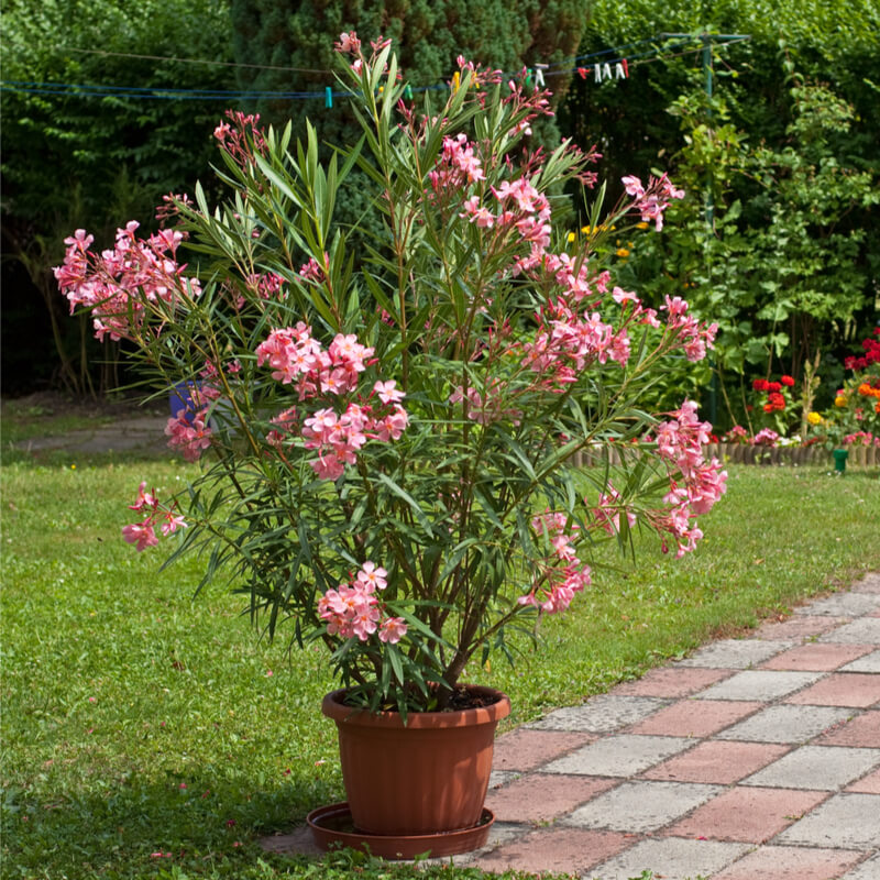 20191023075248 Nerium Oleander 'Rosa' (Oleander) - slika 1