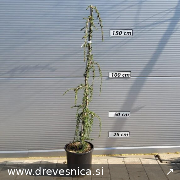 Cedrus atlantica 'Glauca Pendula' (Povešava atlaška cedra)
