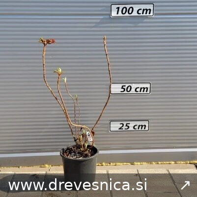 Hydrangea quercifolia 'Alice' (Hrastovolistna hortenzija)