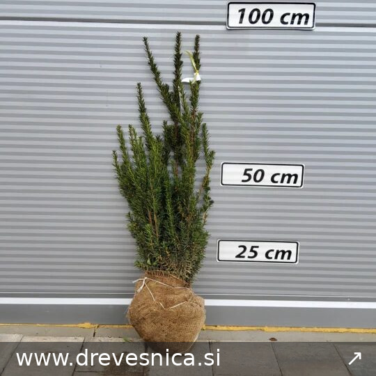 Taxus media 'Hillii' (Tisa brez plodov)