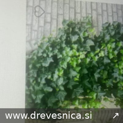 Taxus media 'Hicksii' (Tisa)