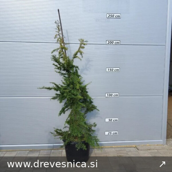 Cedrus deodara 'Aurea' (Zlata himalajska cedra)