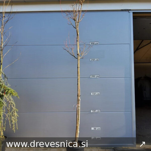 Acer davidii (Davidov javor)