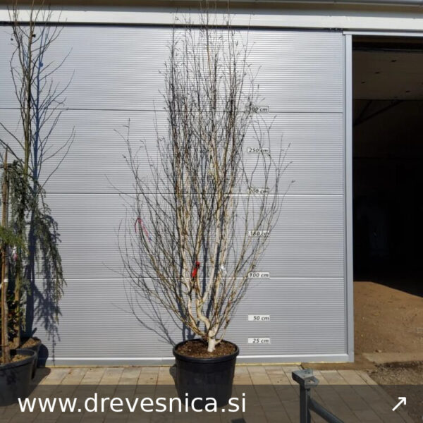 Betula utilis 'Jacquemontii' (Himalajska breza)