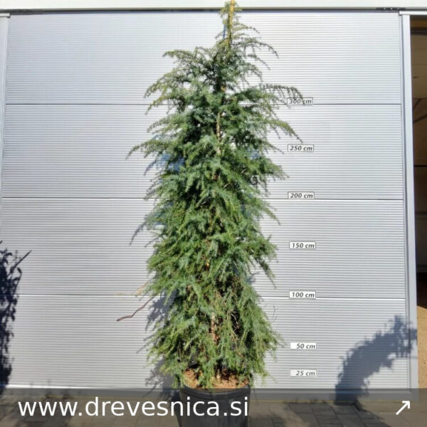 Cedrus deodara 'Aurea' (Zlata himalajska cedra)