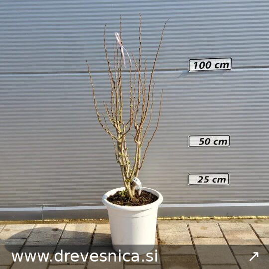 Cercis chinensis 'Shirobana' (Cercis)